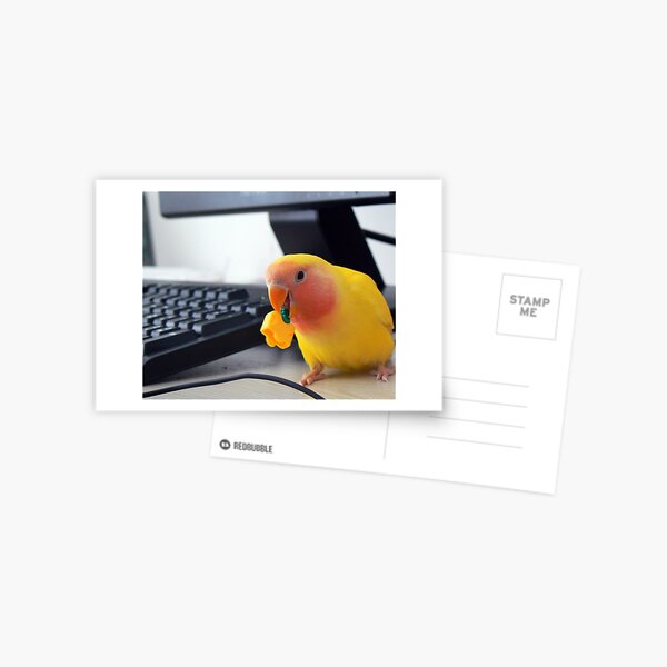 My little friend, playing wih his favourite toy Postcard