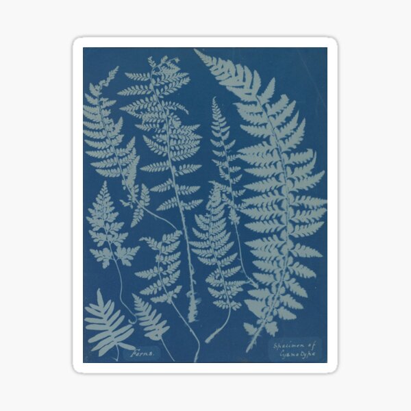 Item preview, Ferns. Specimen of Cyanotype, 1840s  designed and sold by kathrynhw.