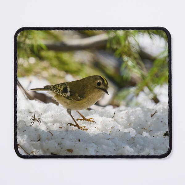 Item preview, Goldcrest finally stopping designed and sold by Jouko Lehto Photography.