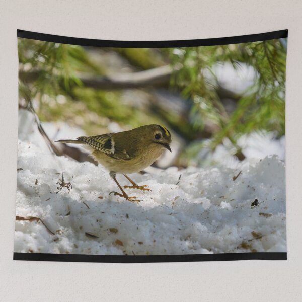Item preview, Goldcrest finally stopping designed and sold by Jouko Lehto Photography.