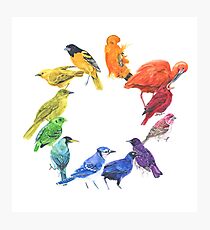 Bird colour wheel Photographic Print