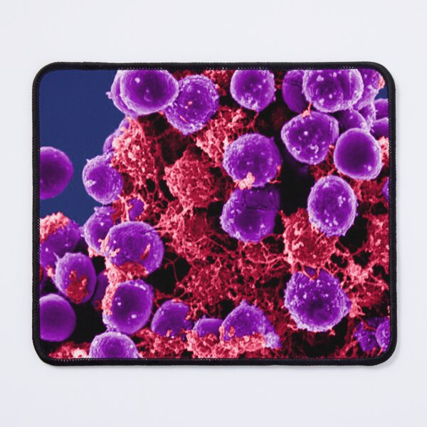 Item preview, Staphylococcus Epidermidis Bacteria, SEM designed and sold by ScienceSource.