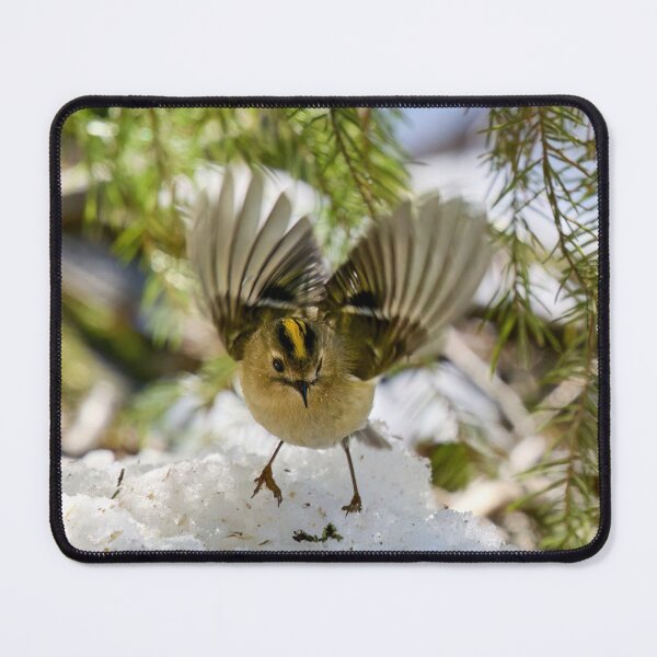 Item preview, Goldcrest wings designed and sold by Jouko Lehto Photography.