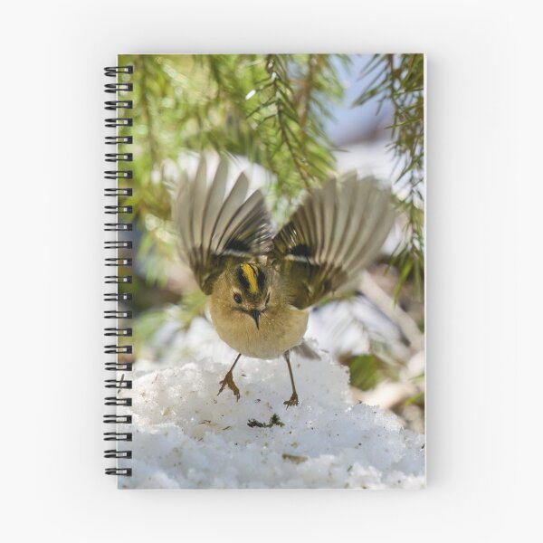 Item preview, Goldcrest wings designed and sold by Jouko Lehto Photography.