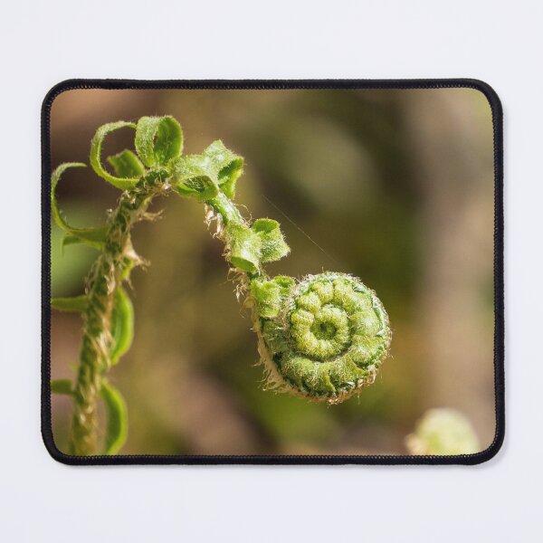 Item preview, Fiddlehead of a Christmas Fern designed and sold by TinyDinoDesigns.
