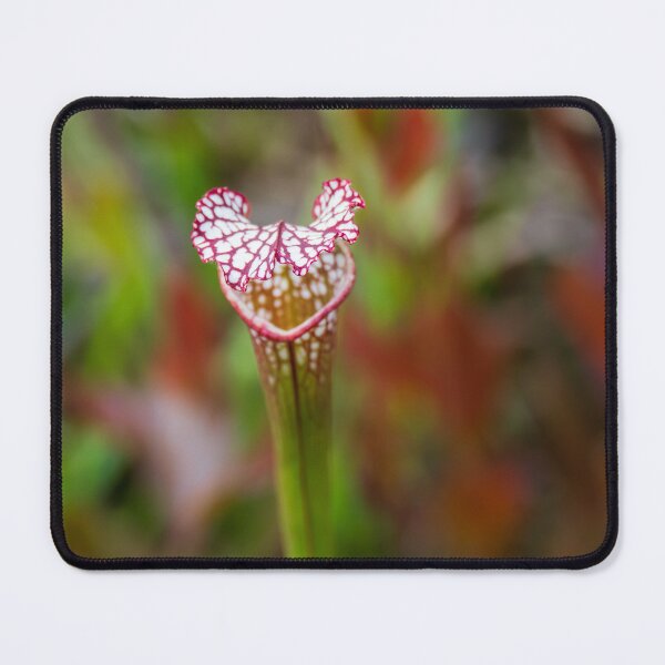 Item preview, Close up of Whitetop Pitcherplant designed and sold by TinyDinoDesigns.