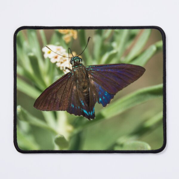 Item preview, Mangrove Skipper designed and sold by TinyDinoDesigns.