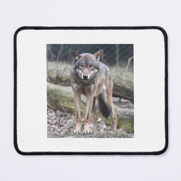 Item preview, Wild wolf designed and sold by federicousai.