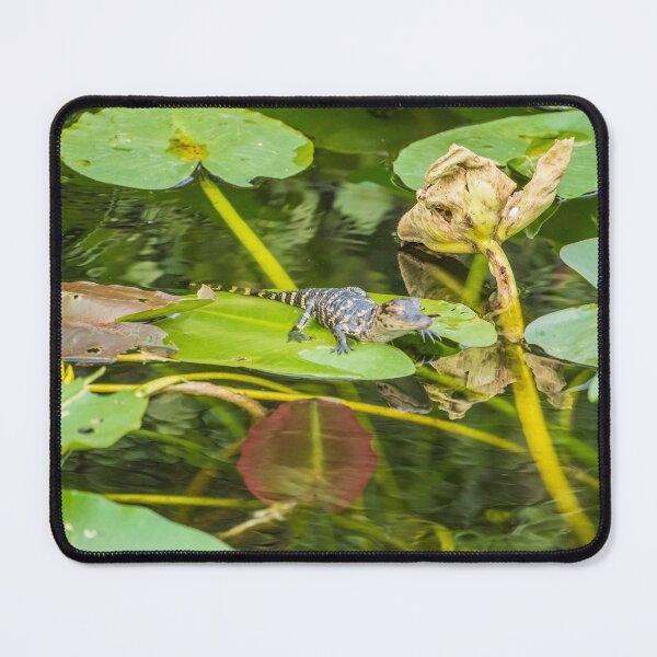 Item preview, Relaxing In The Sun | Everglades National Park designed and sold by TinyDinoDesigns.