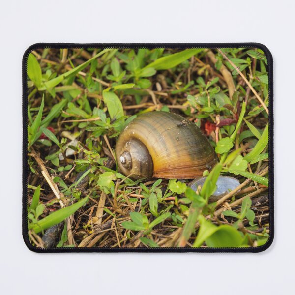 Item preview, Spiraling Apple Snail Shell designed and sold by TinyDinoDesigns.