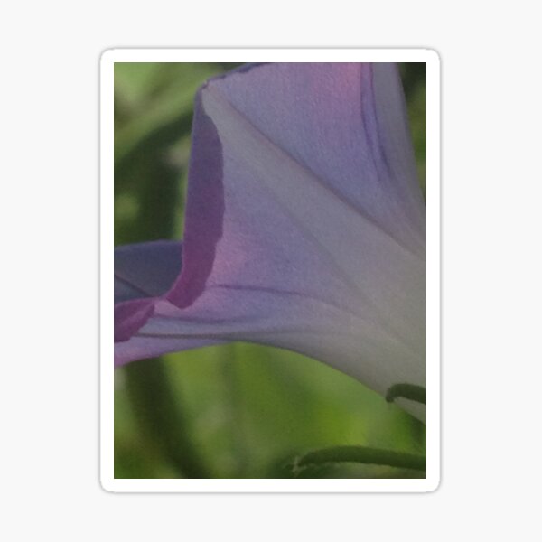 Item preview, Purple Morning Glory  designed and sold by KimSyOk.