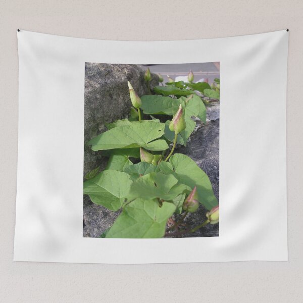 Item preview, Bindweed Buds  (Convolvulus) designed and sold by lezvee.