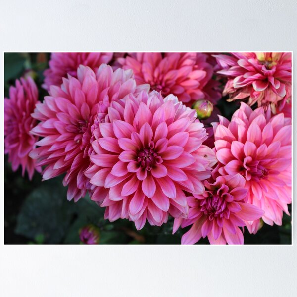 Item preview, Pink Dahlias designed and sold by JJulienArt.