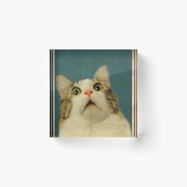Item preview, Funny Cat Are You Pooping Poster designed and sold by heatherdickes.