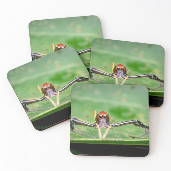 Item preview, A Wide-jawed Viciria Spider (Viciria pavesii) looking straight at you! designed and sold by AvonPerception.
