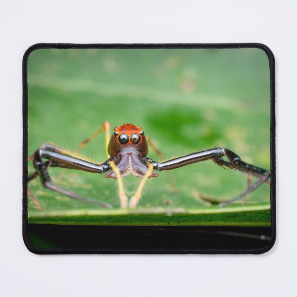 Item preview, A Wide-jawed Viciria Spider (Viciria pavesii) looking straight at you! designed and sold by AvonPerception.