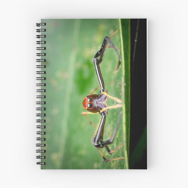 Item preview, A Wide-jawed Viciria Spider (Viciria pavesii) looking straight at you! designed and sold by AvonPerception.