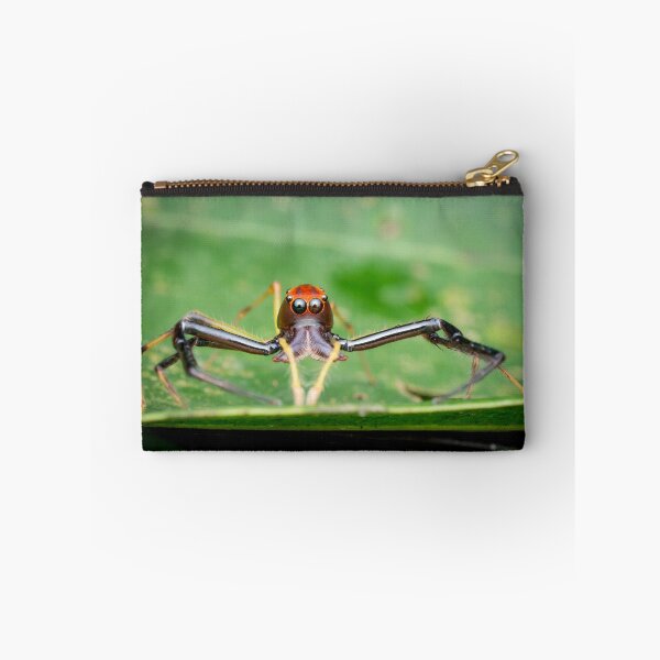 Item preview, A Wide-jawed Viciria Spider (Viciria pavesii) looking straight at you! designed and sold by AvonPerception.