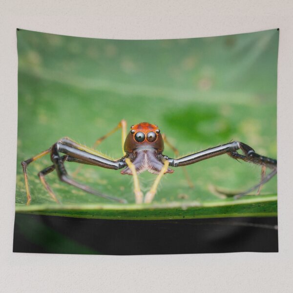 Item preview, A Wide-jawed Viciria Spider (Viciria pavesii) looking straight at you! designed and sold by AvonPerception.