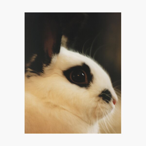 Cadbury Portrait Photographic Print