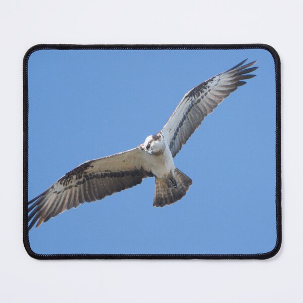 Item preview, Osprey fishing River Lossie designed and sold by Derren Jones.