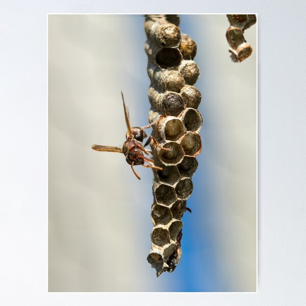 Item preview, Paper Wasp designed and sold by Jacquiamber.
