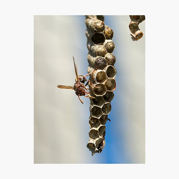 Item preview, Paper Wasp designed and sold by Jacquiamber.