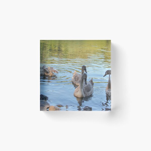 Item preview, Swans Swim By Mount Stewart Pond Northern Ireland designed and sold by eddiebarronshop.