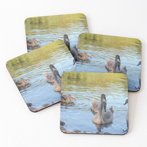 Item preview, Swans Swim By Mount Stewart Pond Northern Ireland designed and sold by eddiebarronshop.