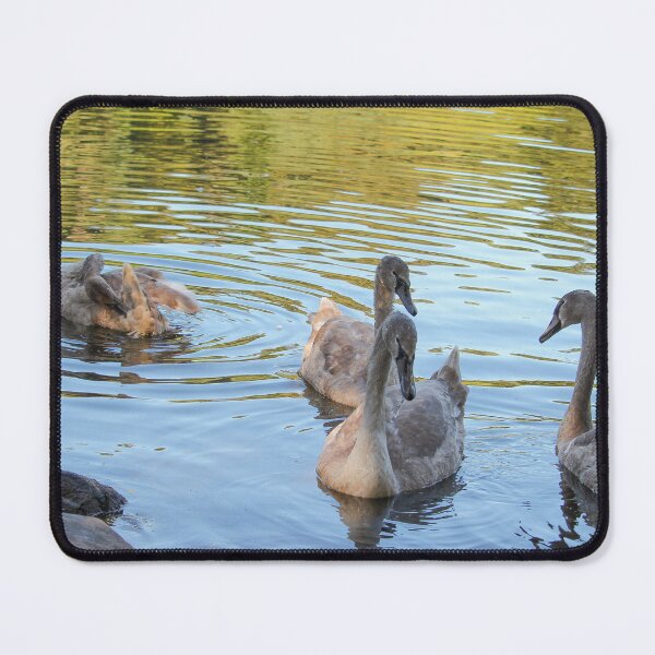 Item preview, Swans Swim By Mount Stewart Pond Northern Ireland designed and sold by eddiebarronshop.