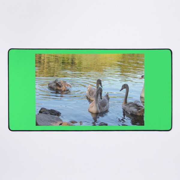 Item preview, Swans Swim By Mount Stewart Pond Northern Ireland designed and sold by eddiebarronshop.
