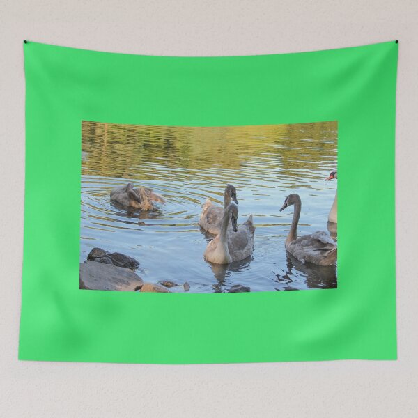 Item preview, Swans Swim By Mount Stewart Pond Northern Ireland designed and sold by eddiebarronshop.