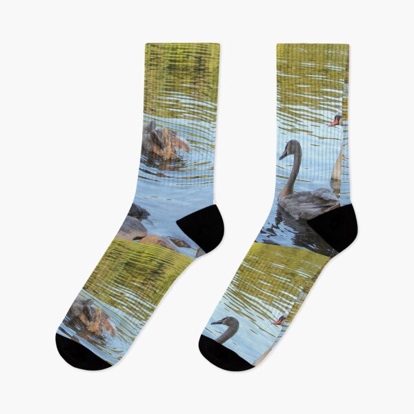Item preview, Swans Swim By Mount Stewart Pond Northern Ireland designed and sold by eddiebarronshop.