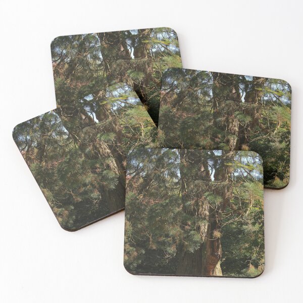 Item preview, Tree in the Late Summer Sun Vertical Mount Stewart Northern Ireland designed and sold by eddiebarronshop.