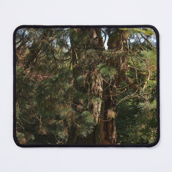 Item preview, Tree in the Late Summer Sun Vertical Mount Stewart Northern Ireland designed and sold by eddiebarronshop.