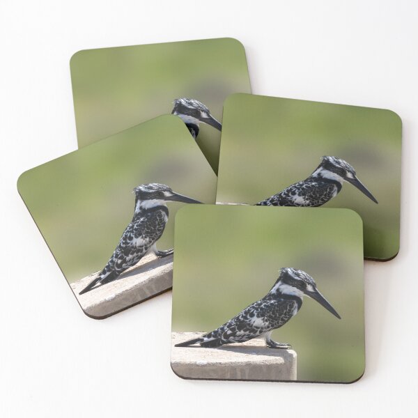 Item preview, Pied kingfisher in south Africa designed and sold by Koolmees.