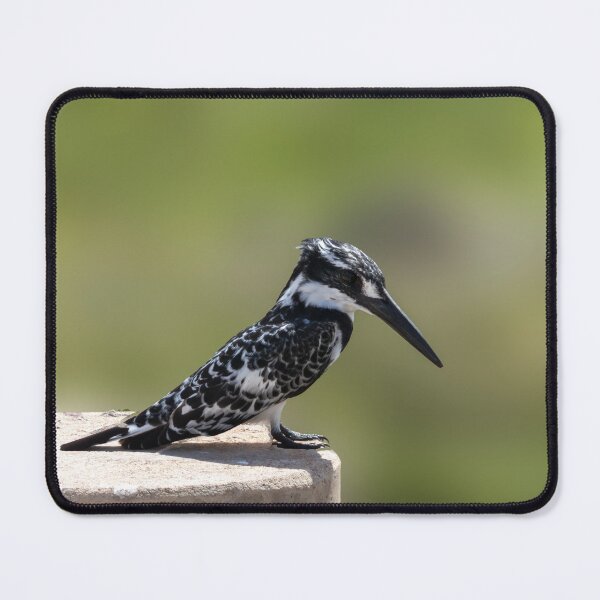 Item preview, Pied kingfisher in south Africa designed and sold by Koolmees.