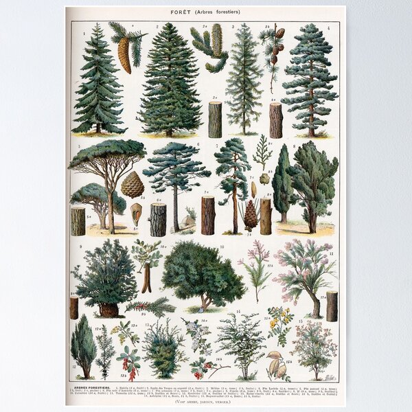 Item preview, Forest (1932) - Larousse du XXe siècle designed and sold by SALON DES ARTS.