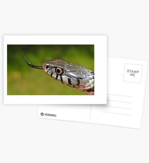 Grass Snake in UK Postcards