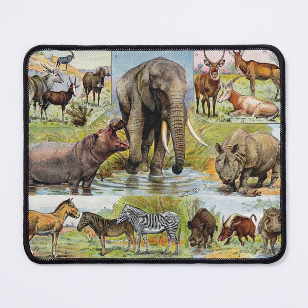 Item preview, Mammals (1932) - Larousse du XXe siècle designed and sold by SALON DES ARTS.