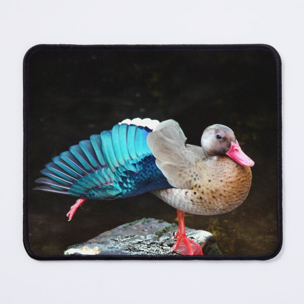 Item preview, Morning duck dance designed and sold by frankuffmann.