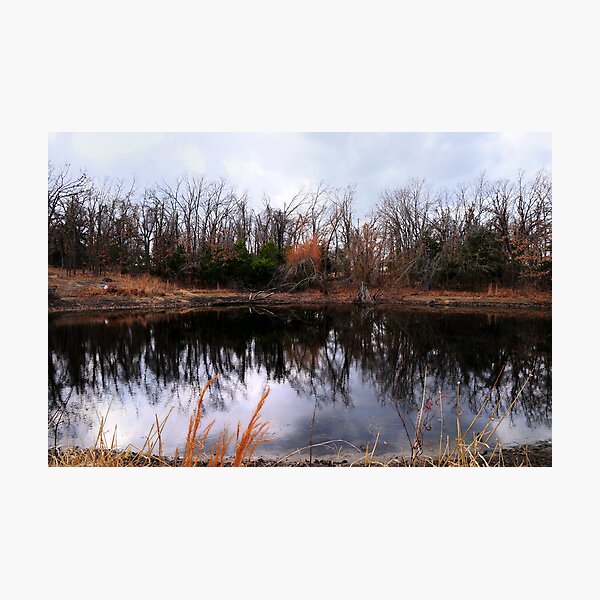 Pond Life Photographic Print