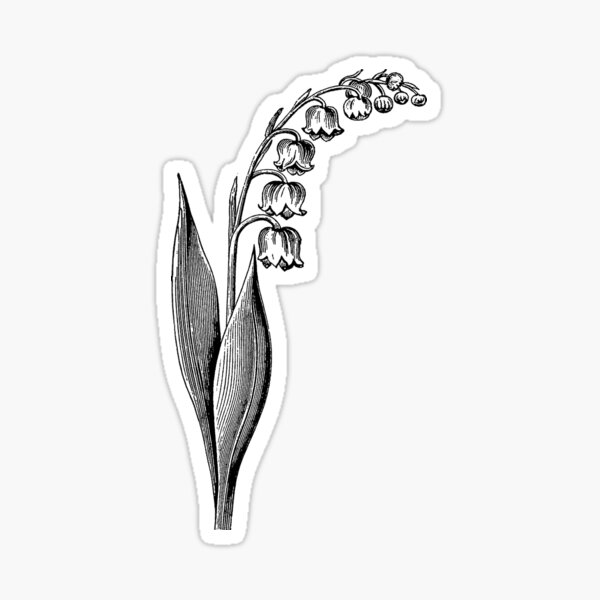 Drawing of Lily Of The Valley In Black and White Sticker