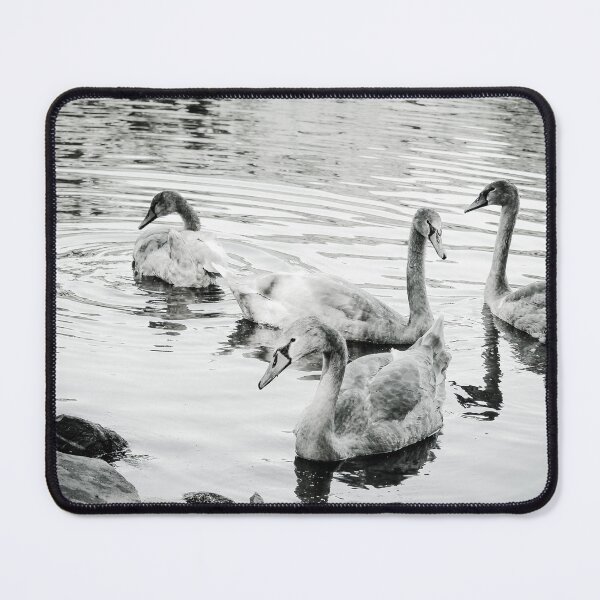 Item preview, Sit by the Pond and Enjoy the Swans Mount Stewart Black and White designed and sold by eddiebarronshop.