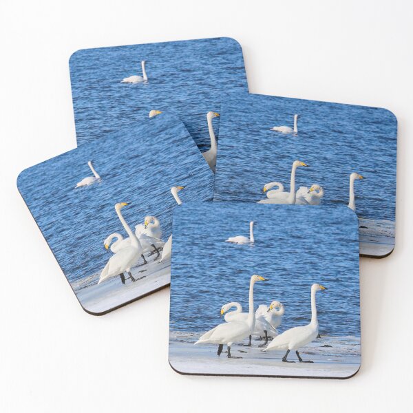 Item preview, paseo dominical. cisne cantor designed and sold by Jouko Lehto Photography.