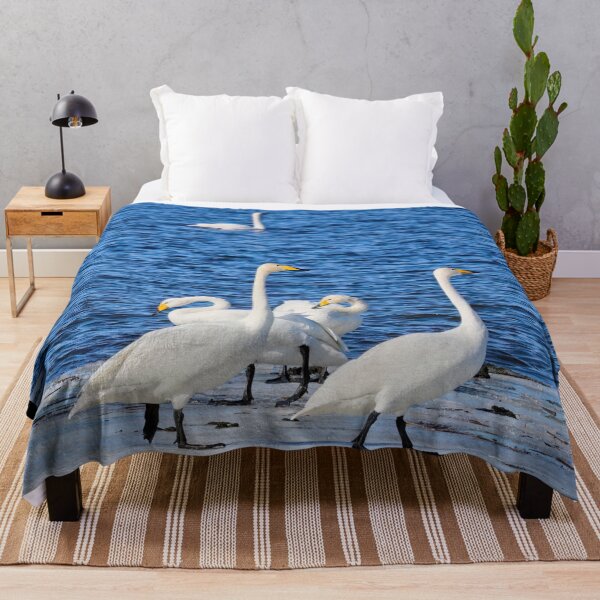 Item preview, Sunday walk. Whooper swan designed and sold by Jouko Lehto Photography.