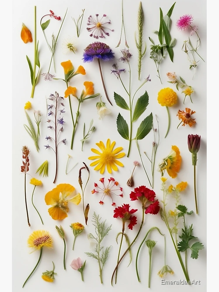 The Delicate Charm of Dried Florals - Pressed Dried flowers on white  background | Poster