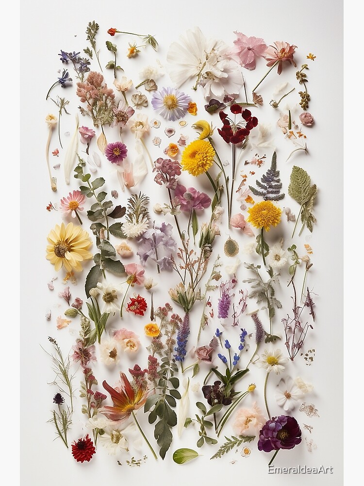 Pressed Blooms: A Study in White and Florals - Pressed Dried