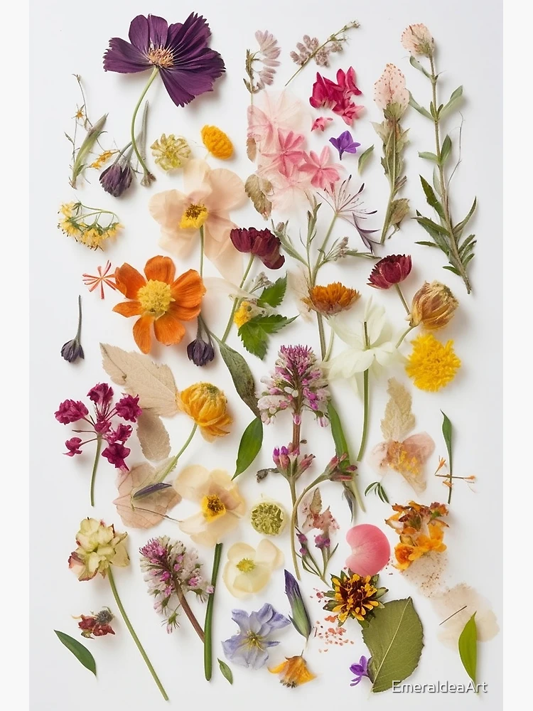 The Delicate Charm of Dried Florals - Pressed Dried flowers on white  background | Poster