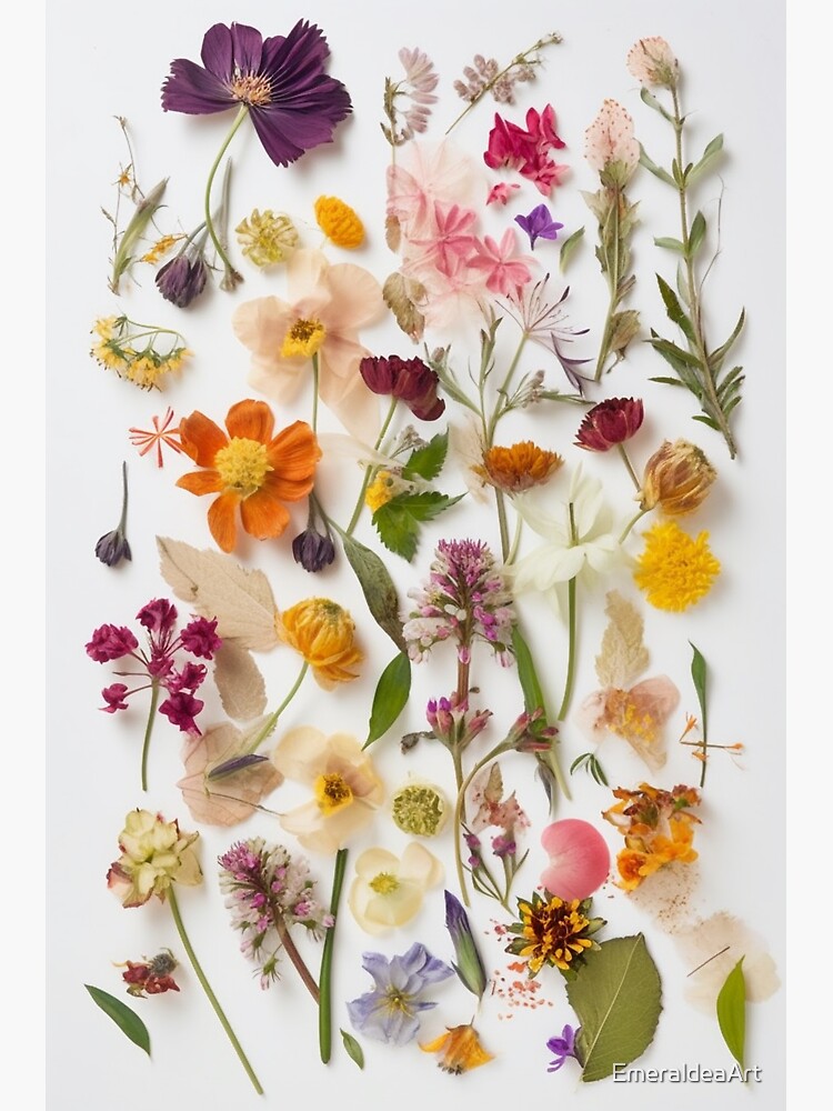 Natures Treasures Preserved: A Collection of Pressed Blooms - Pressed Dried  flowers on white background Sticker for Sale by EmeraldeaArt